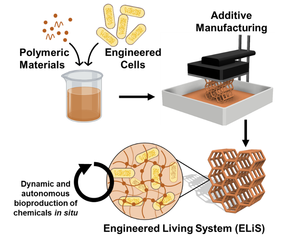 Engineered living materials  Laboratory for Synthetic